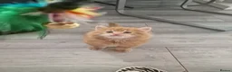 Norwegian Forest Cat cats for sale: Beautiful ginger Norwegian kittens  - Advert 17