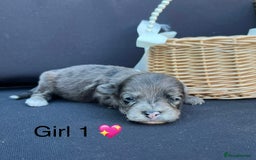 Cockapoo dogs for sale: Stunning F1b Cockapoo puppy’s  - Image 10