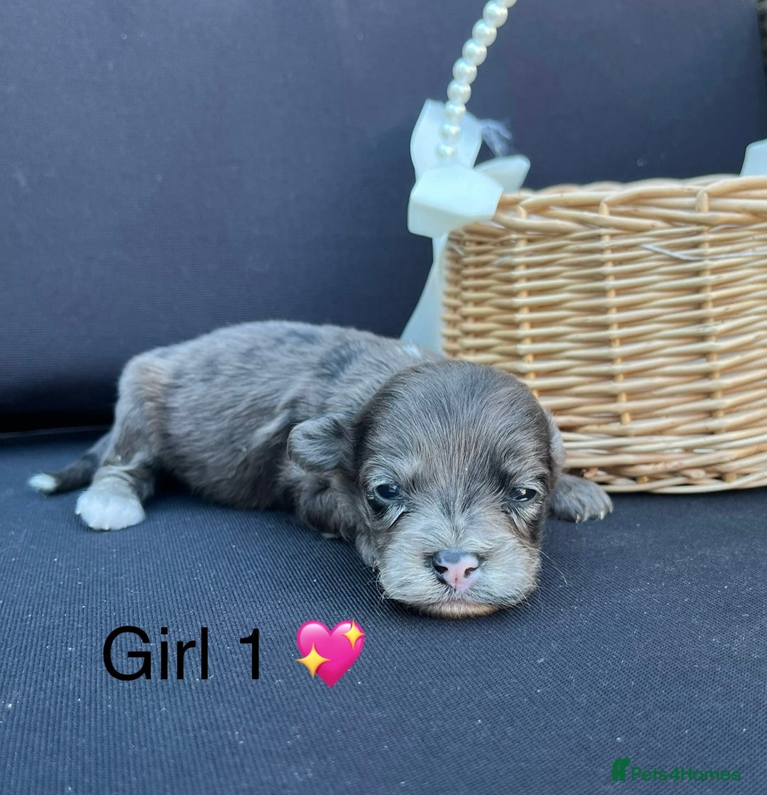 Cockapoo dogs for sale: Stunning F1b Cockapoo puppy’s  - Image 10