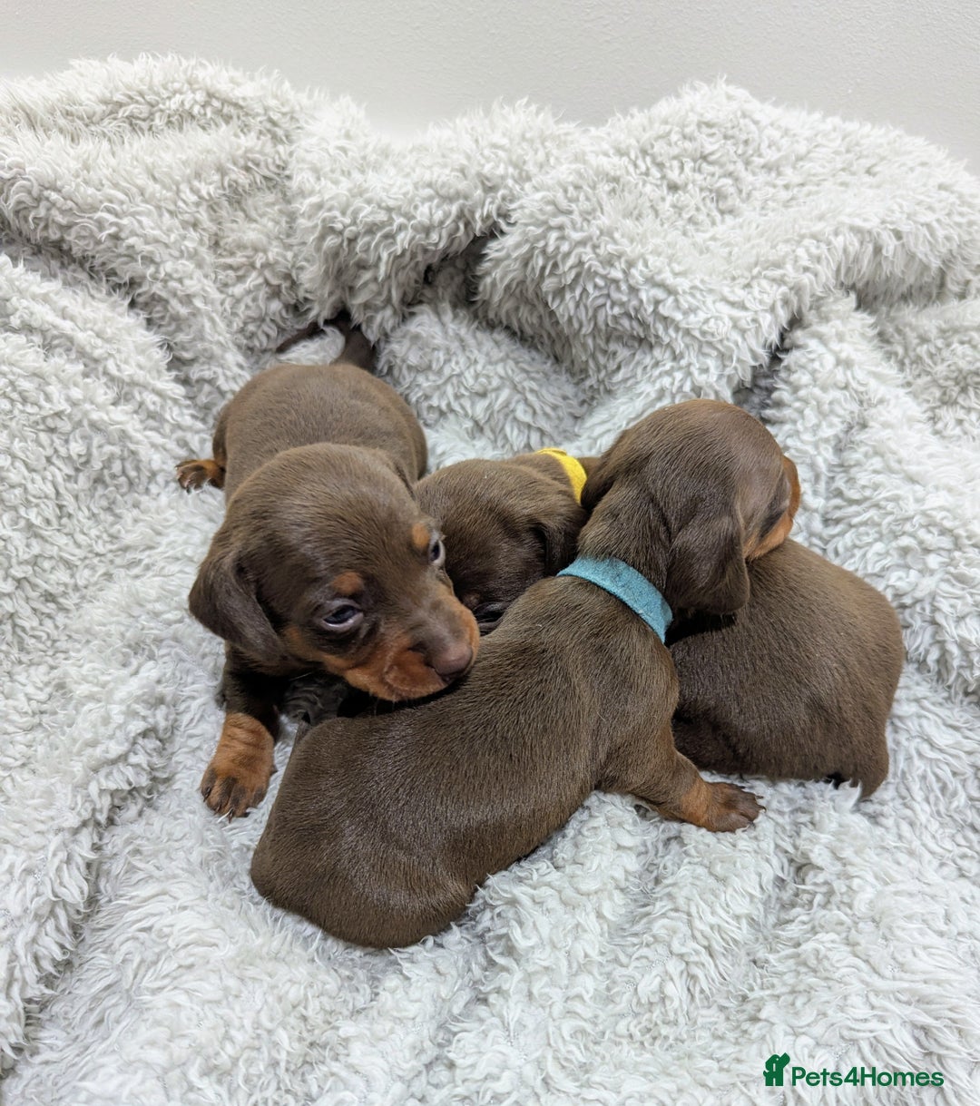 Miniature Dachshund dogs for sale: Beautiful Miniature Dachshund *one little girl* - Advert 9
