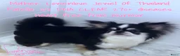 Chihuahua dogs for sale: STUNNING KC GIRL FROM HEALTH TESTED PARENTS  - Advert 9