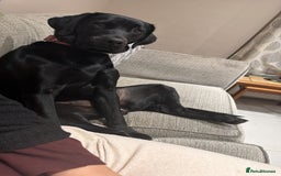 Labrador Retriever dogs for sale: Young Labrador looking for new 🏡  - Image 2