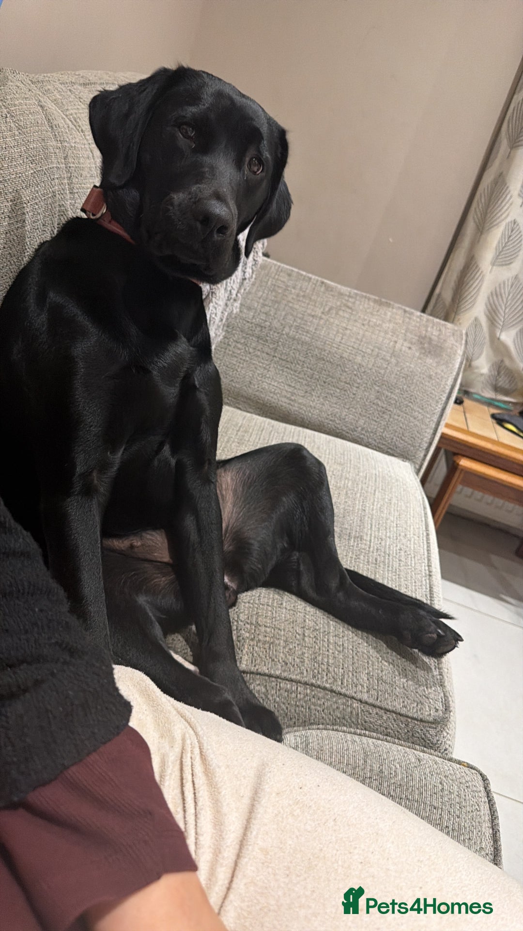 Labrador Retriever dogs for sale: Young Labrador looking for new 🏡  - Image 2