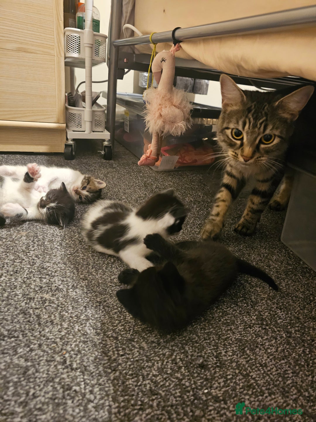 Mixed Breed cats for sale: Adorable ♥️ kittens 😸 😍  - Image 7