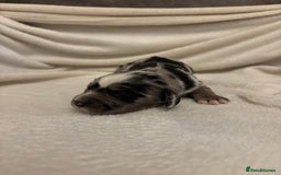 Cocker Spaniel dogs for sale: Cocker Spaniel Pups Seeking Forever Homes!💖 - Image 16