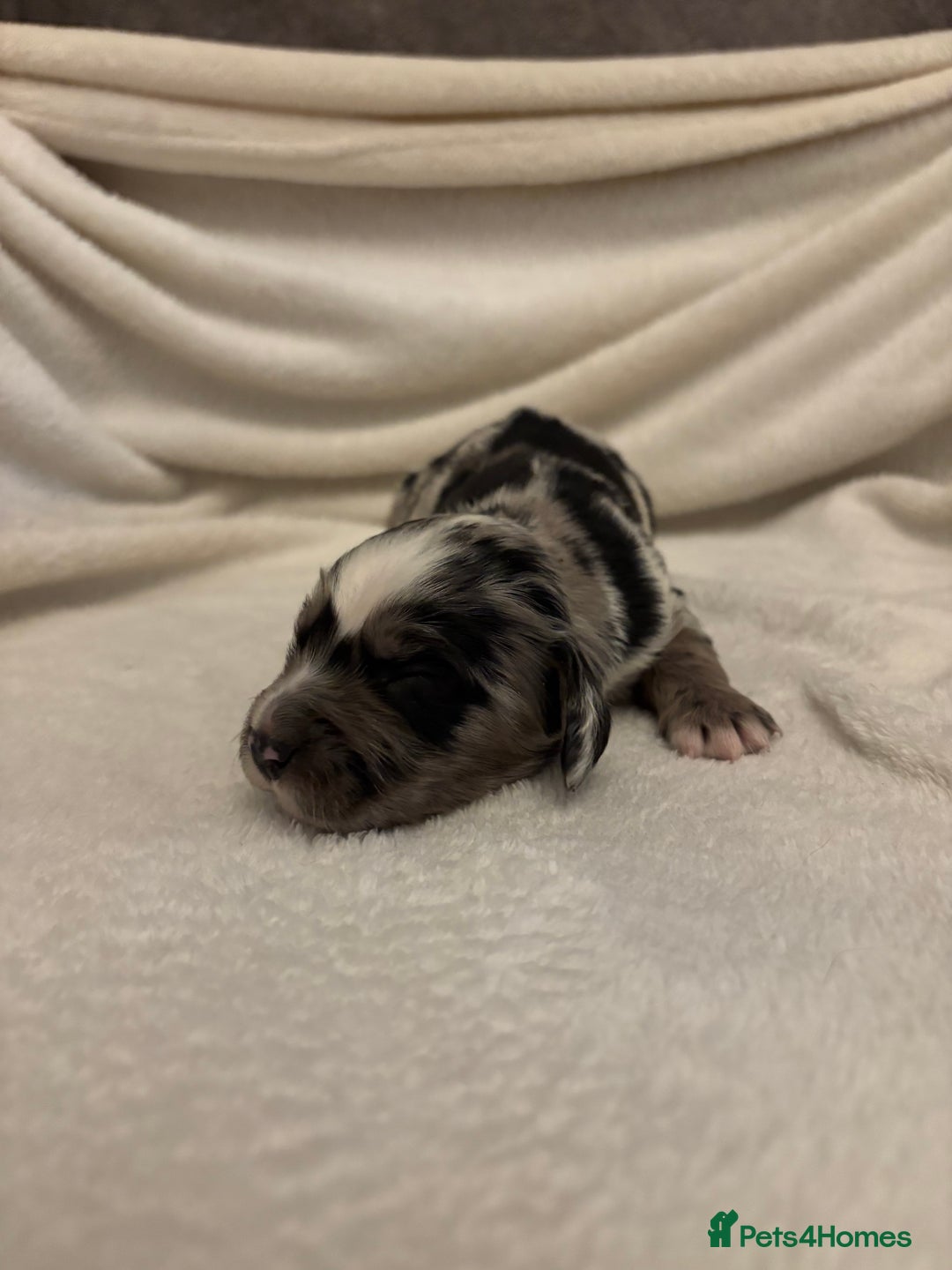 Cocker Spaniel dogs for sale: Cocker Spaniel Pups Seeking Forever Homes!💖 - Image 16