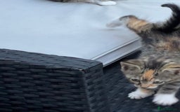 British Longhair cats for sale: 5 ADORABLE FLUFFY BRITISH LONG HAIR KITTENS - Image 15