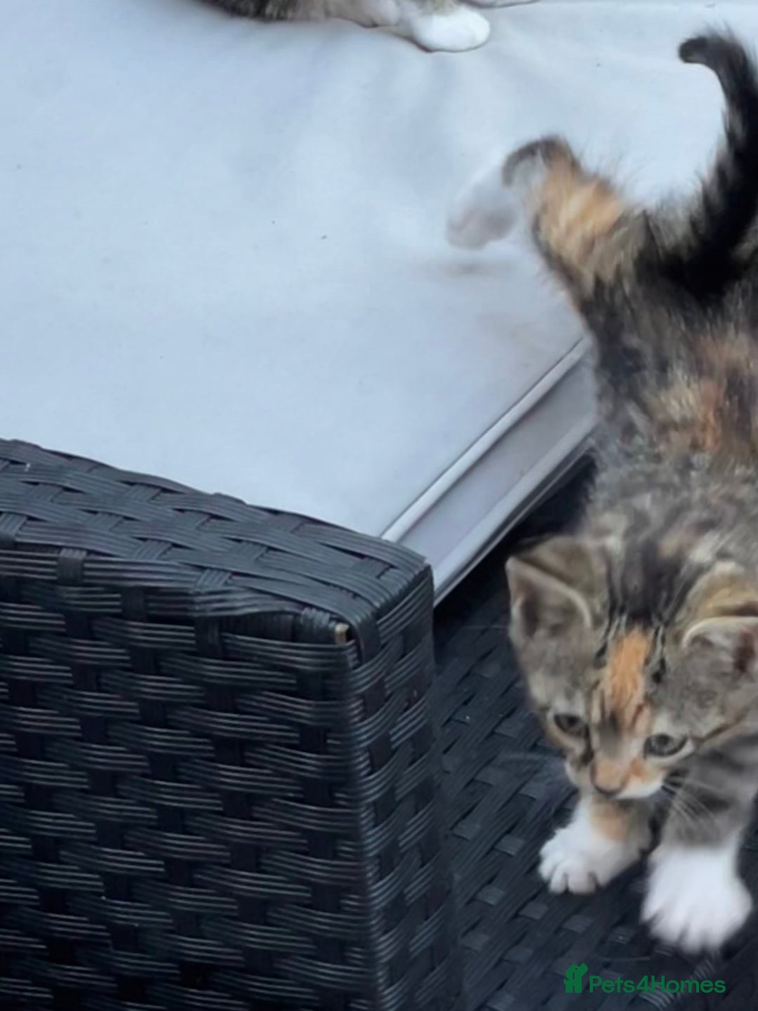 British Longhair cats for sale: 5 ADORABLE FLUFFY BRITISH LONG HAIR KITTENS - Image 15