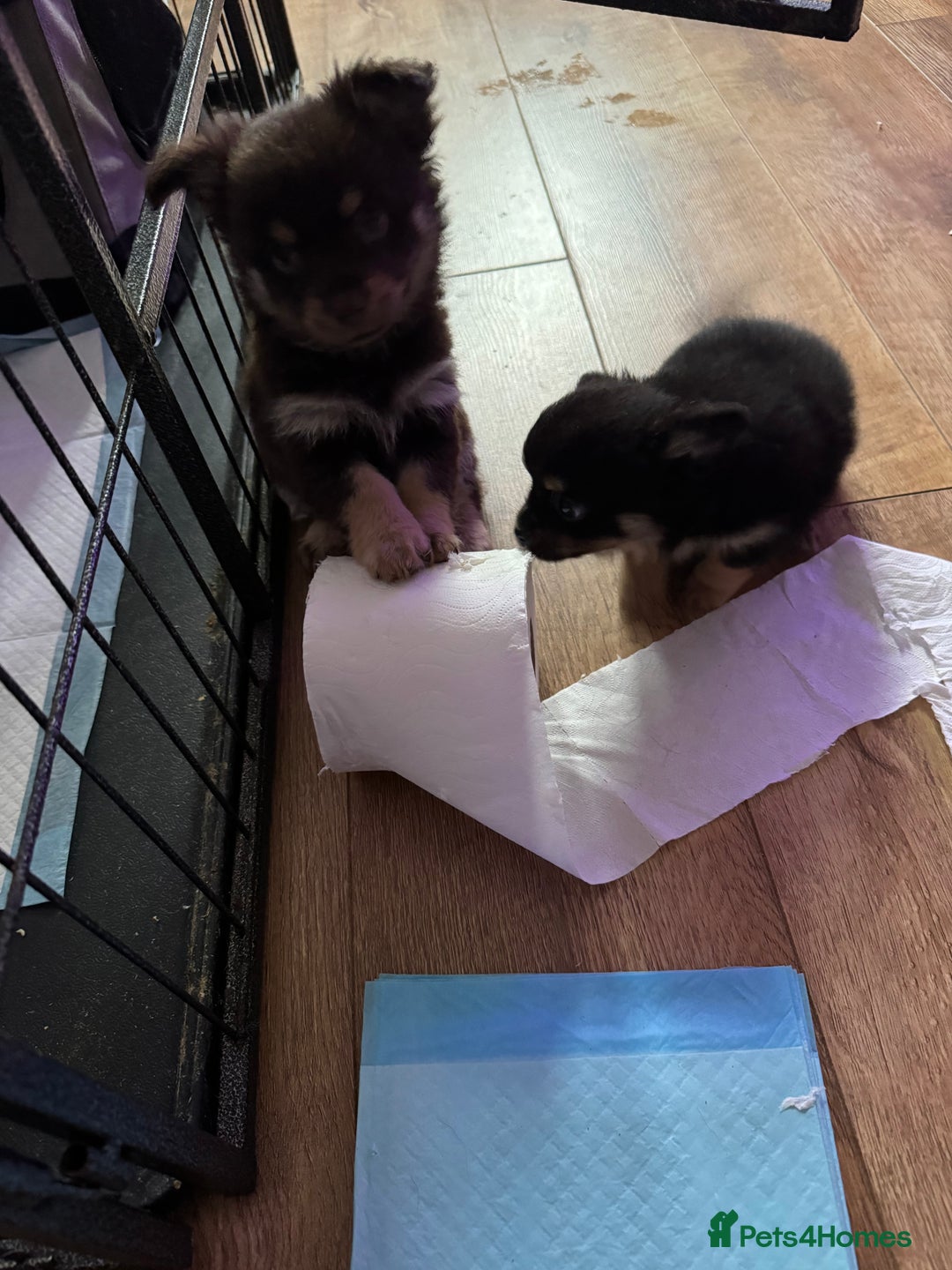 Chihuahua dogs for sale: chocolate boy black n tan boy creamish girl  - Advert 15