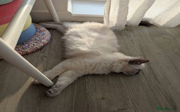 Ragdoll cats for sale: Male Ragdoll Seeks Loving Home💙 - Image 15