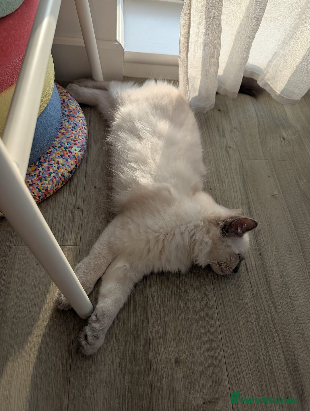 Ragdoll cats for sale: Male Ragdoll Seeks Loving Home💙 - Image 15