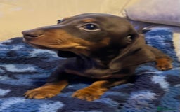 Dachshund dogs for sale: Stunning dachshund puppy  - Image 4