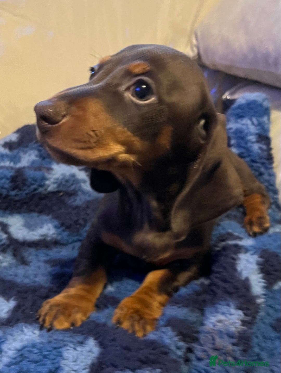 Dachshund dogs for sale: Stunning dachshund puppy  - Image 4