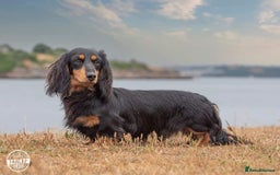 Miniature Dachshund dogs for sale: Handsome quality long haired male available  - Image 27