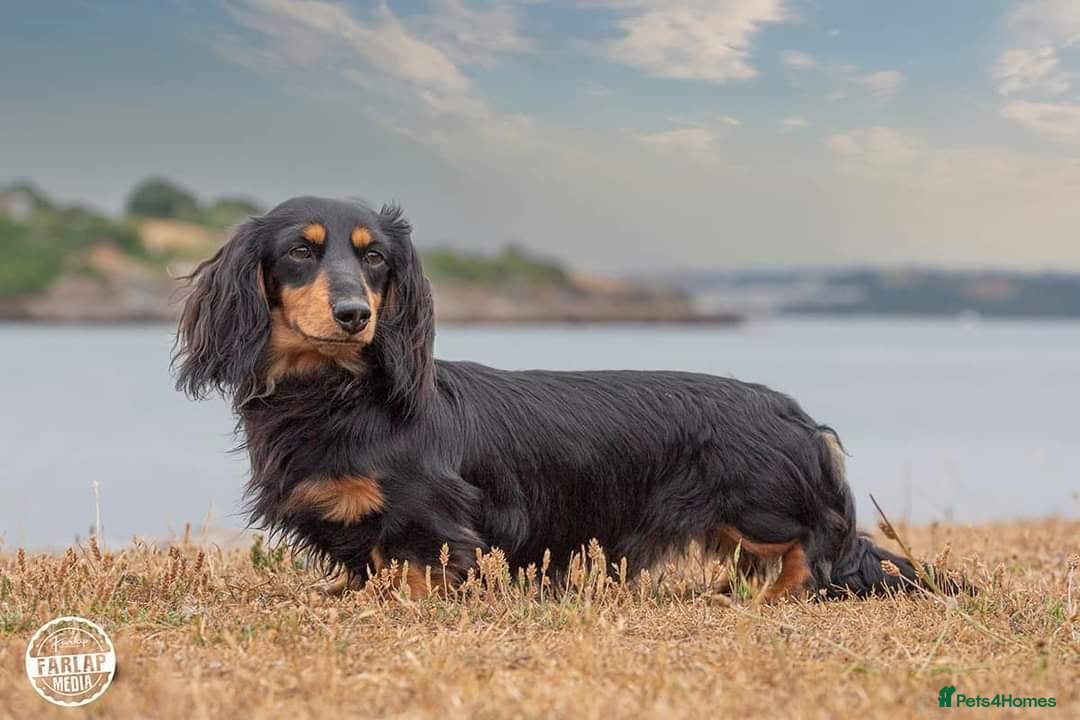 Miniature Dachshund dogs for sale: Handsome quality long haired male available  - Image 27