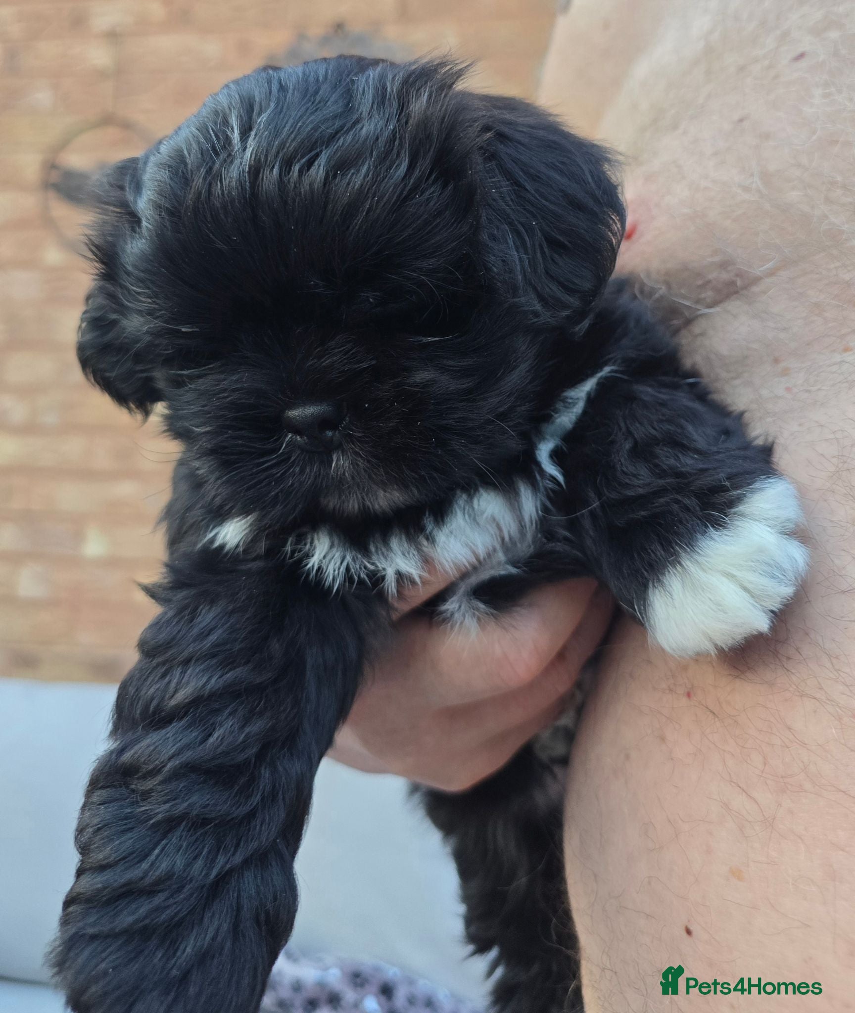 Lhasa Apso dogs 💙 Fabulous RKC Black Male Lhasa Apso PRA Clear - Advert 2