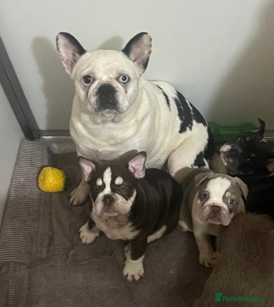 Mixed Breed dogs for sale: Bulldog puppies  - Advert 1