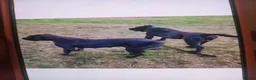 Presa Canario dogs for sale: Presa Canario  - Advert 4
