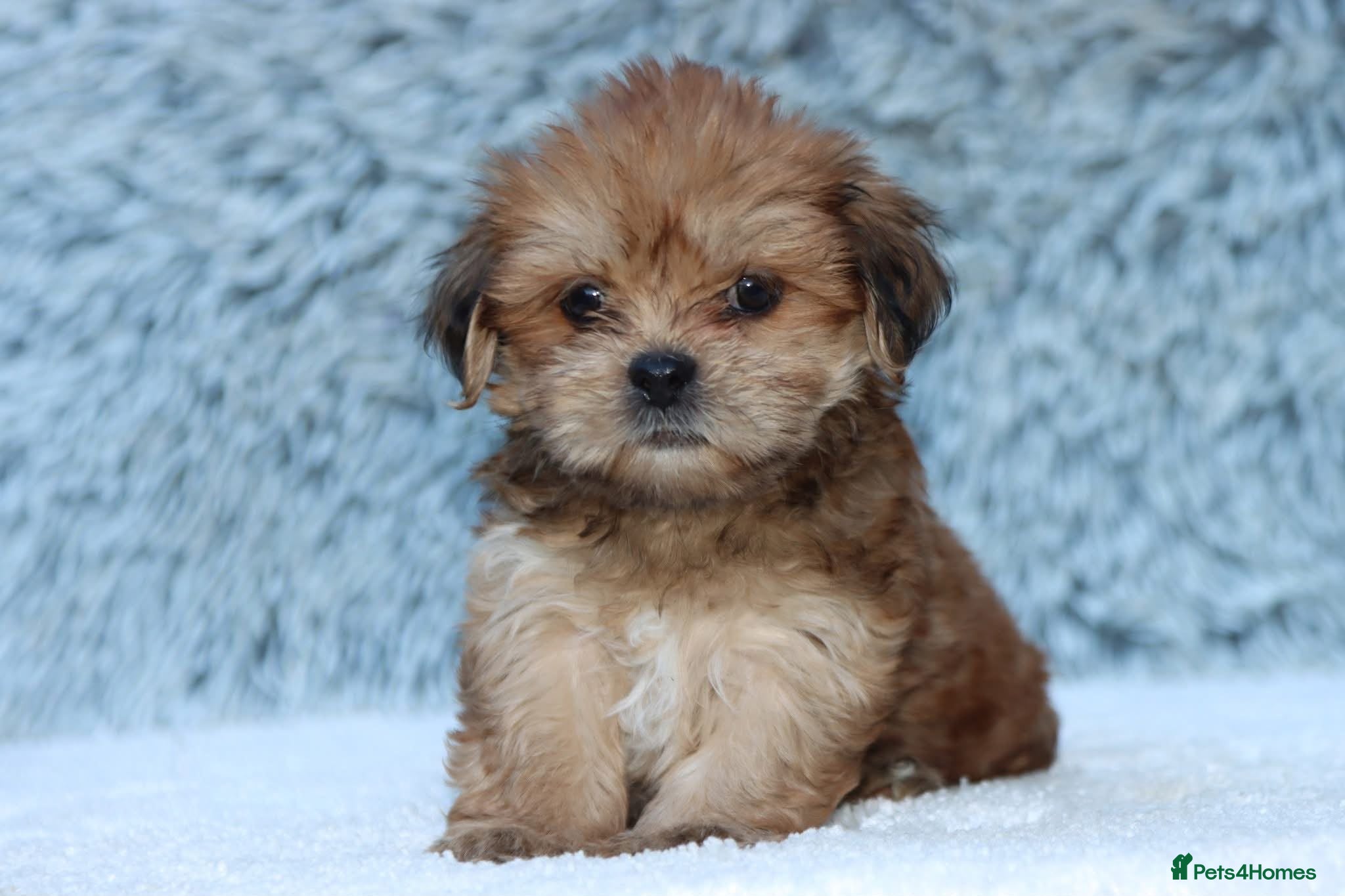 Lhasa Apso dogs READY NOW 3 beautiful male lhasa Apso puppies  - Advert 1