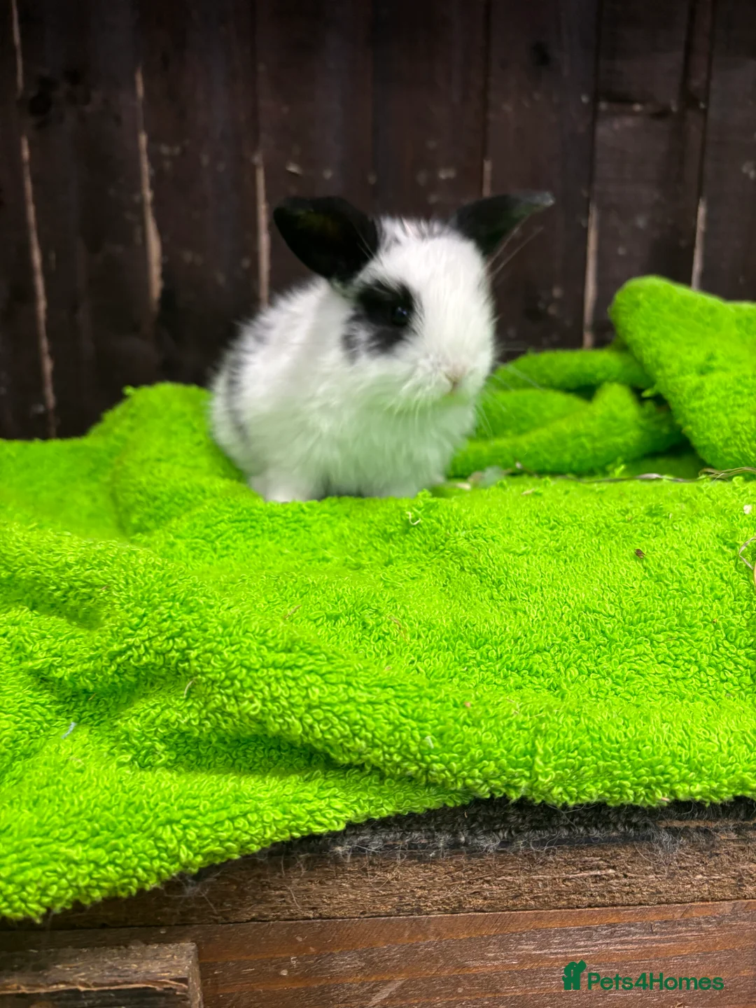 Mini Lop rabbits for sale: mini lop ear babies - Advert 9
