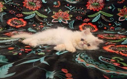 Persian cats for sale: Persian Kittens  - Image 7