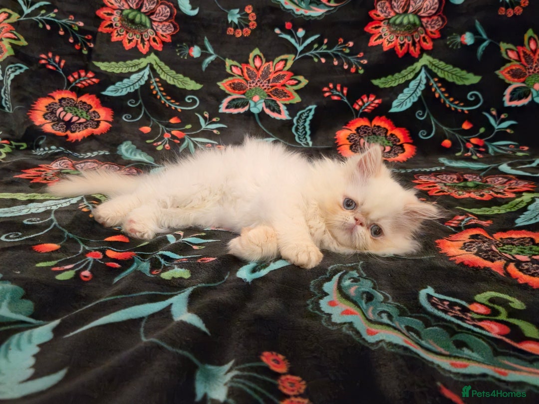 Persian cats for sale: Persian Kittens  - Image 7