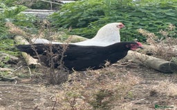Chickens poultry for sale: Laying hens for sale - Image 4