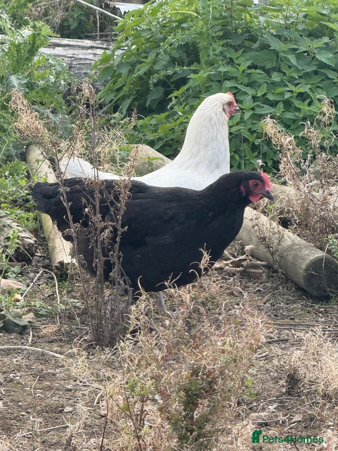 Chickens poultry for sale: Laying hens for sale - Image 4