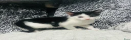 Mixed Breed cats for sale: Adorable kittens READY NOW  - Advert 5