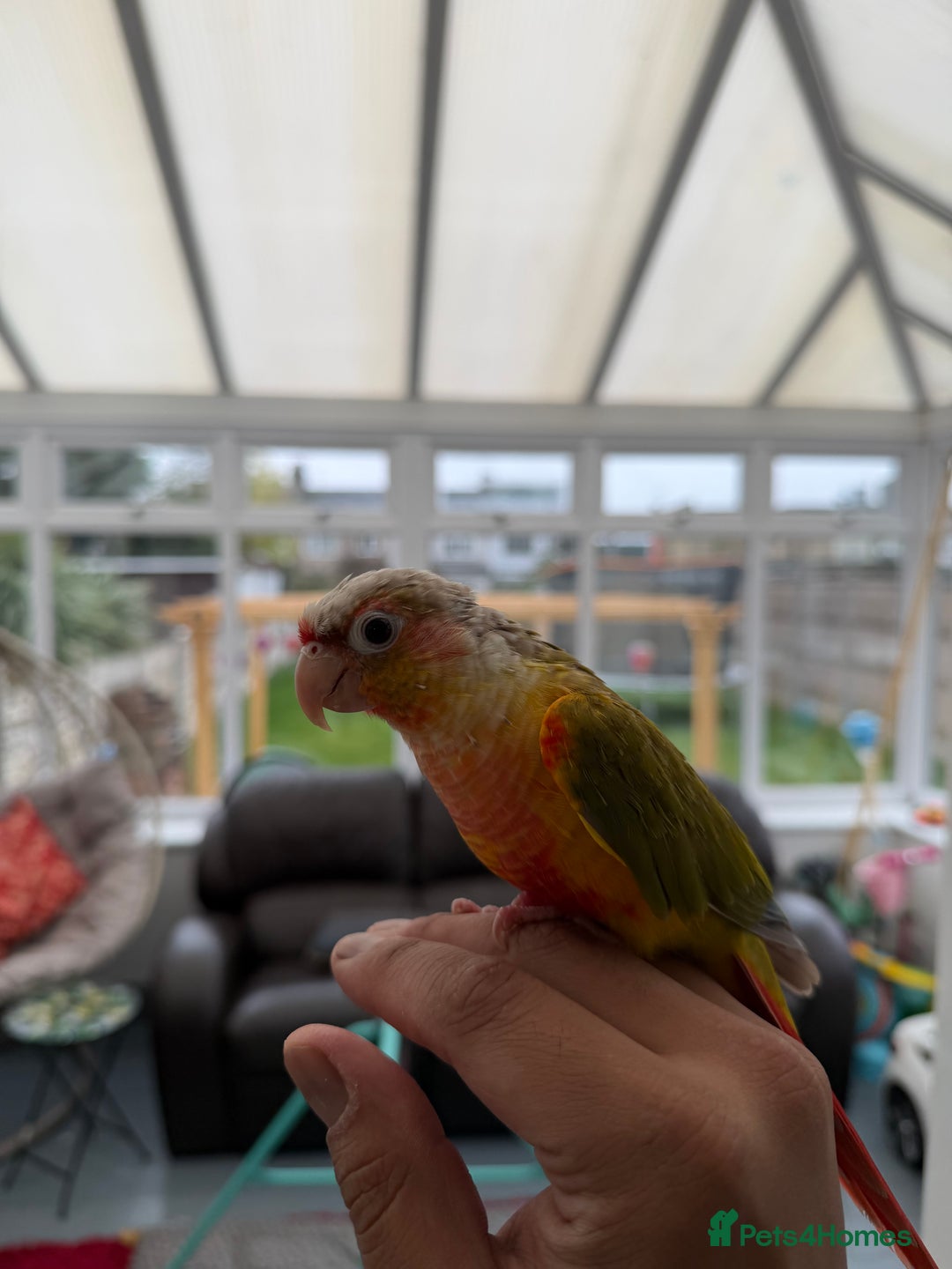Conures birds for sale: Pineapple Conure Hand reared and tame  - Advert 4