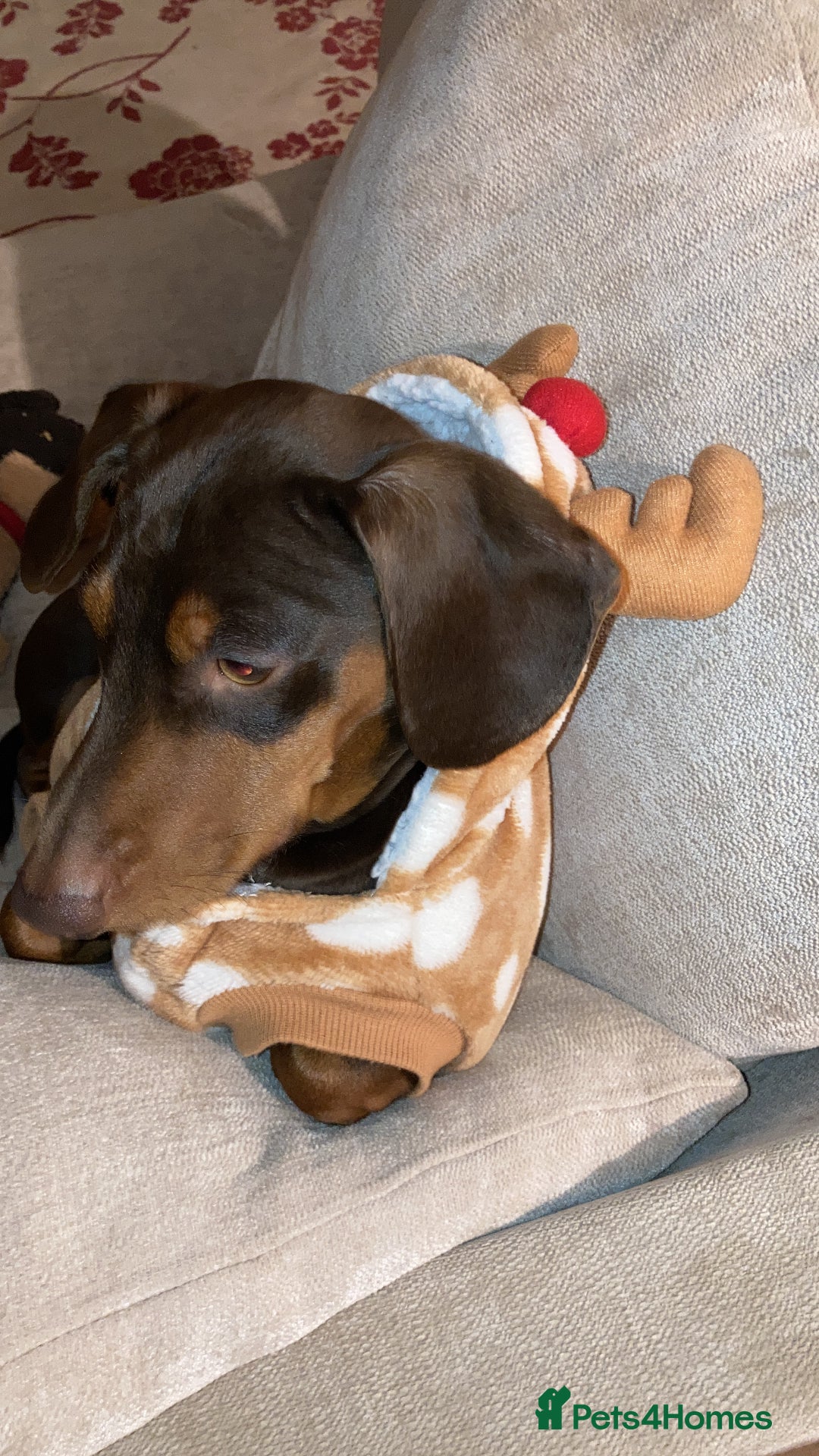 Miniature Dachshund dogs for stud: Miniature Dachshund for stud - Advert 7