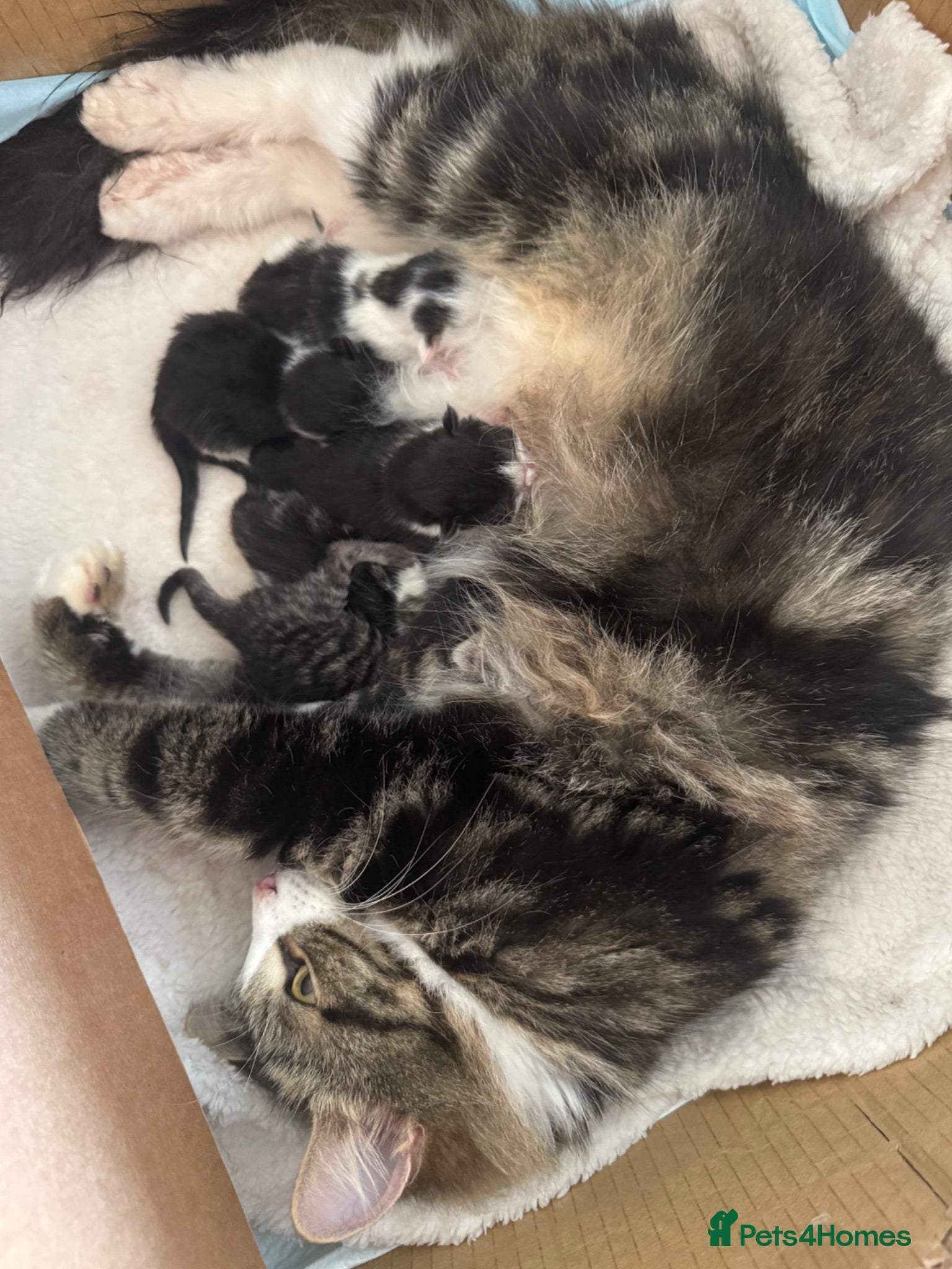 Mixed Breed cats Ragdoll x tabby long haired kittens - Advert 1