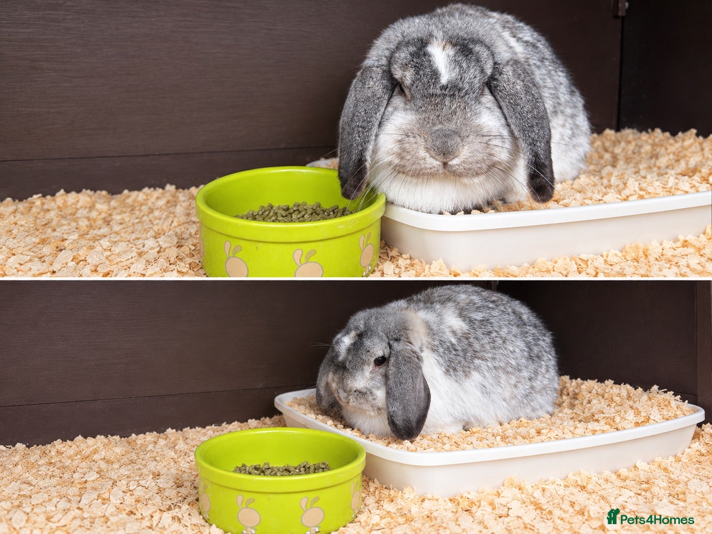 Mini Lop rabbits Beautiful mini lop female rabbit 💞 - Advert 12