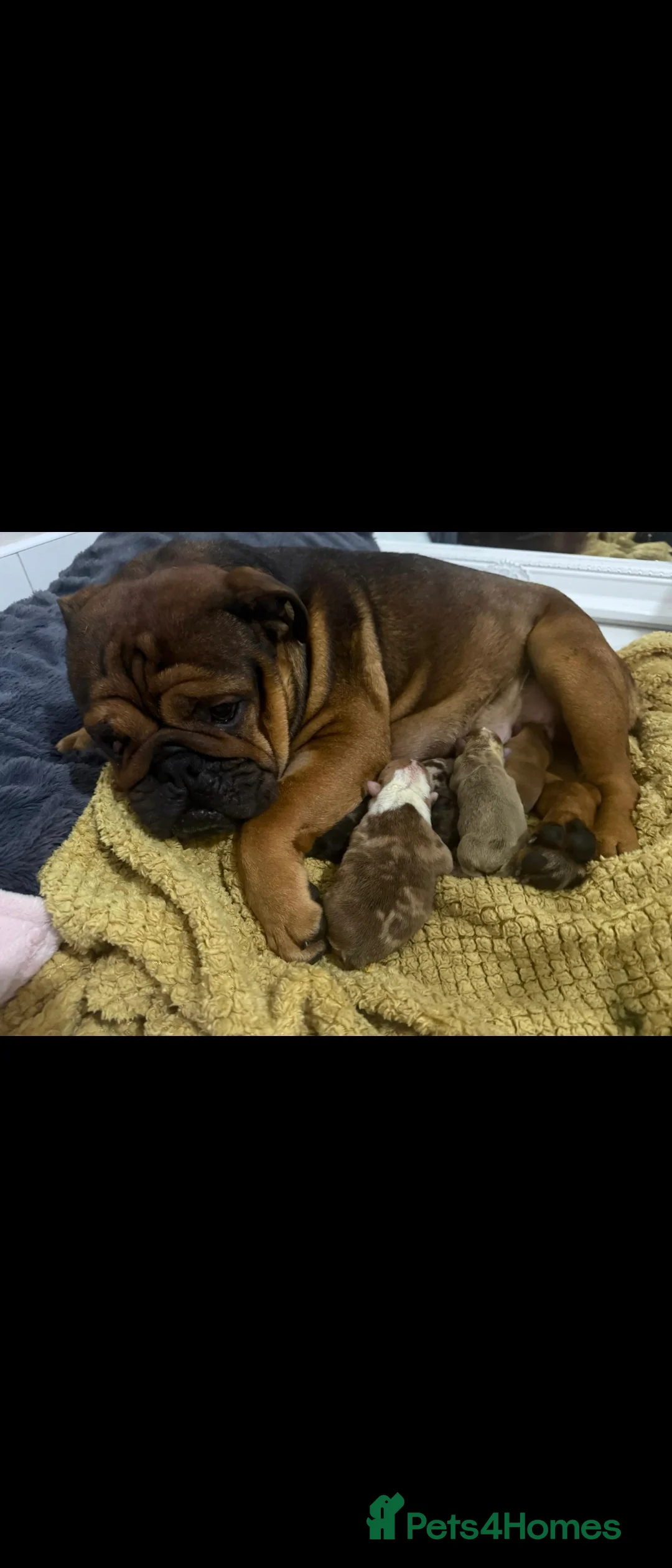 English Bulldog dogs for sale: English Bulldogs for sale - Advert 2