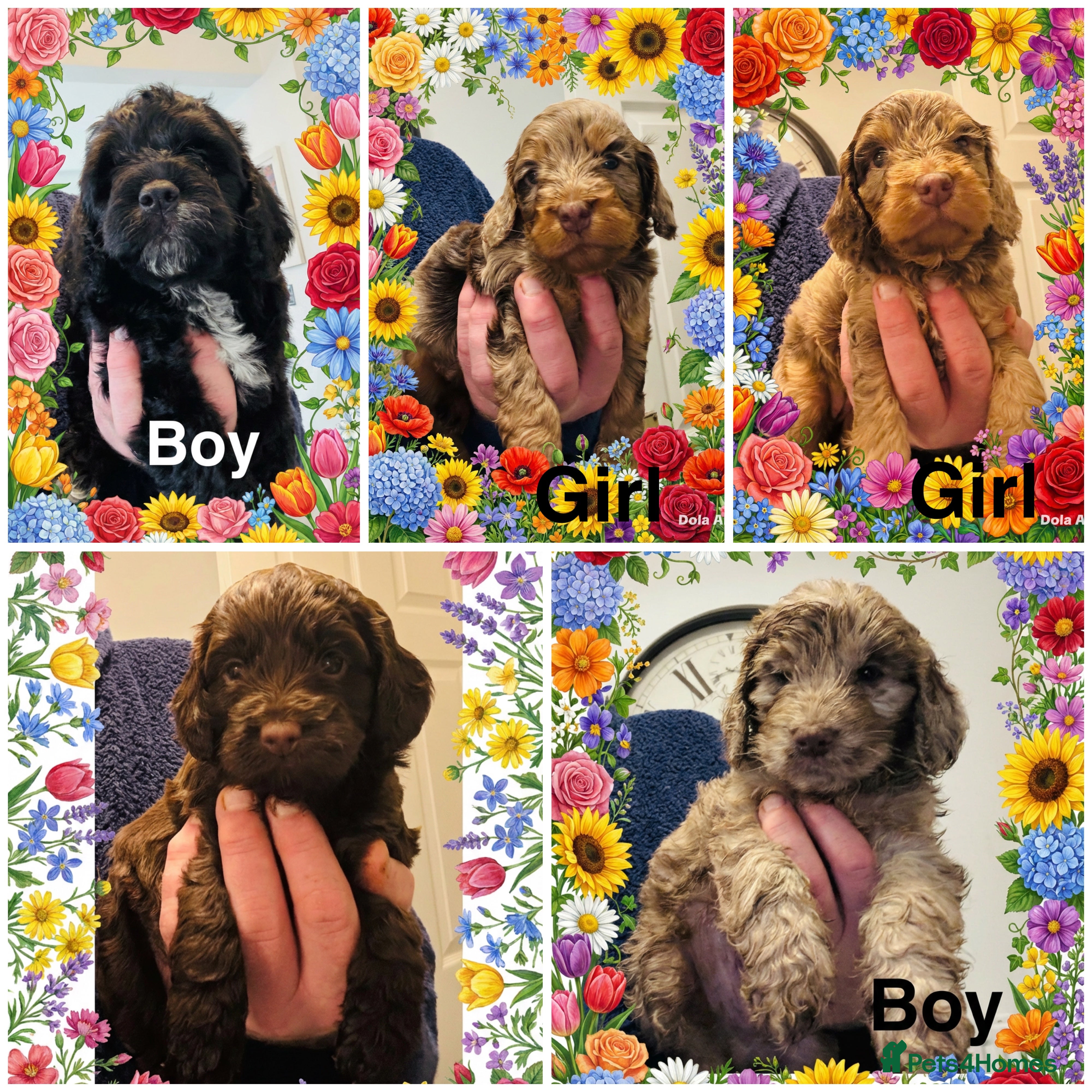 Cockapoo dogs ❤️DNA Tested Rare Sable Cockapoos, Ready 5th Feb  - Advert 18