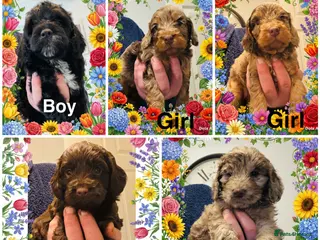 Cockapoo dogs ❤️DNA Tested Rare Sable Cockapoos, Ready 5th Feb - Advert 18