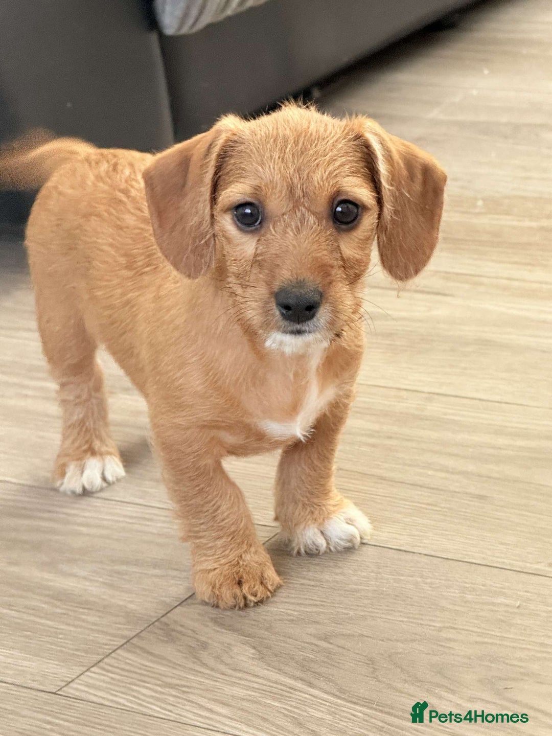 Mixed Breed dogs for sale: Dachshund ×Jack Rusell Puppies ( Jackshund )  in Cardiff - Image 9
