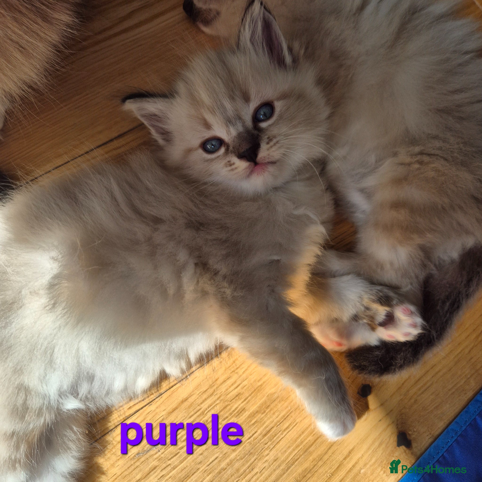 Ragdoll cats ✨ Exceptional Ragdoll Kittens – Raised with love✨ - Advert 3