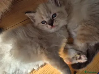 Ragdoll cats ✨ Exceptional Ragdoll Kittens – Raised with love✨ - Advert 3