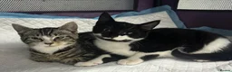 Mixed Breed cats for sale: Kittens ready for their homes - Advert 3