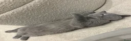 British Shorthair cats for sale: british blue shorthair  - Advert 7