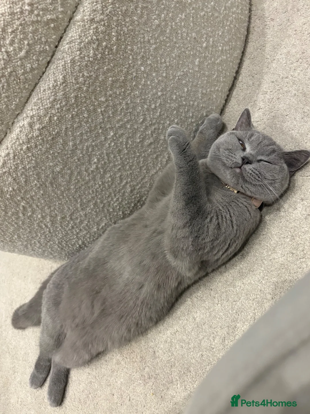 British Shorthair cats for sale: british blue shorthair  - Advert 7
