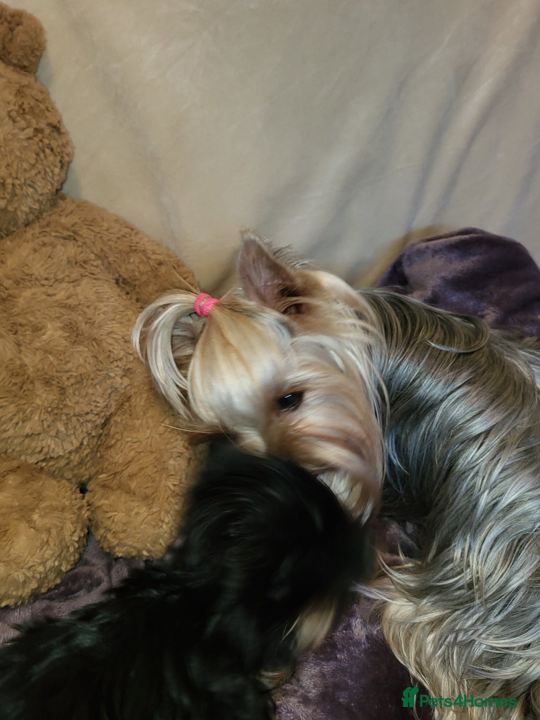 Yorkshire Terrier dogs for sale: Exceptional quality yorkshire terrier puppies  - Advert 6