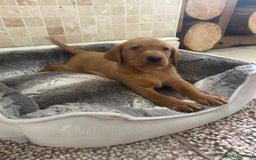Labrador Retriever dogs for sale: KC FTCH Fox Red Lab pups Health Tested Parents - Image 8