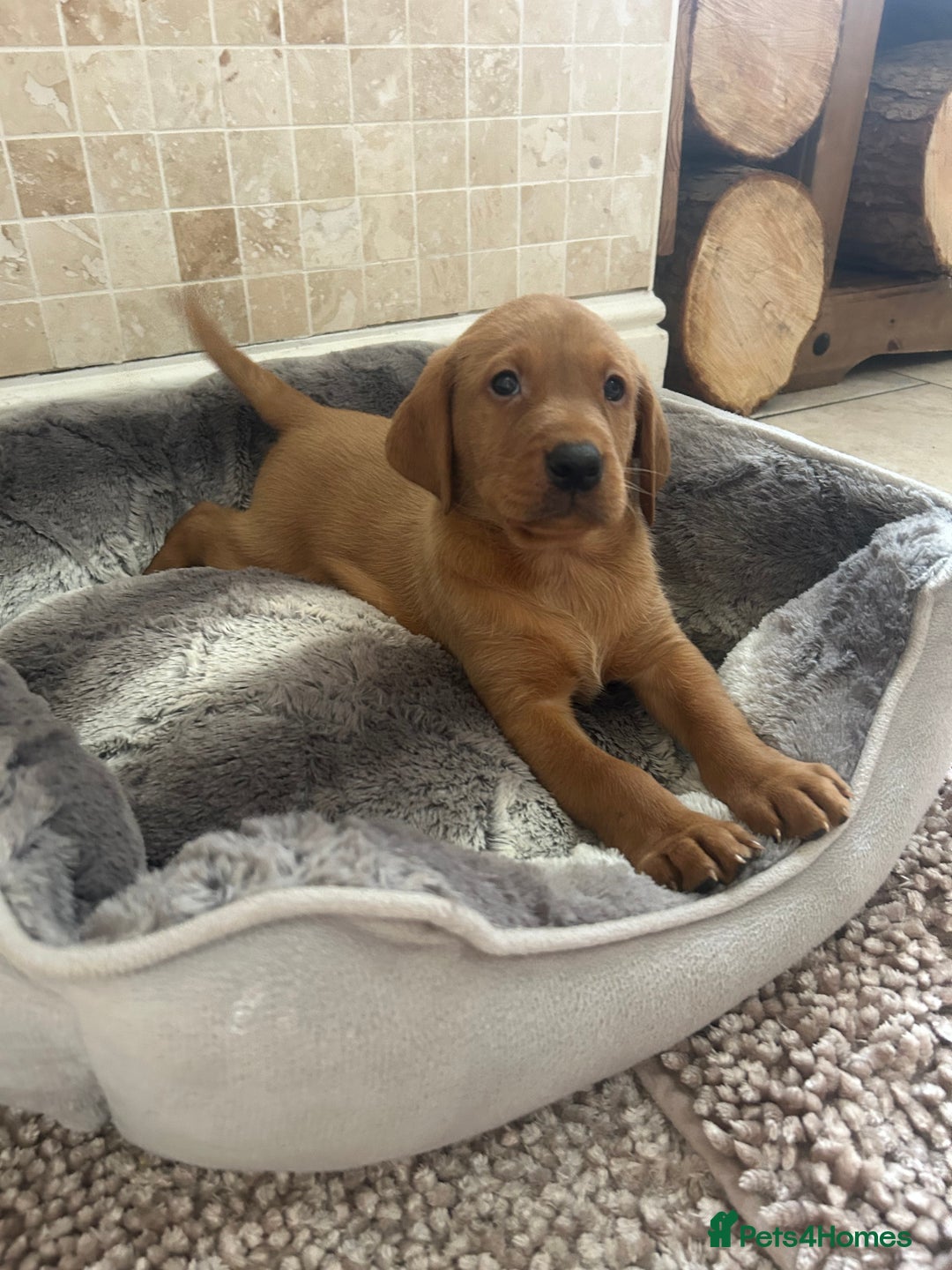 Labrador Retriever dogs for sale: KC FTCH Fox Red Lab pups Health Tested Parents - Image 8