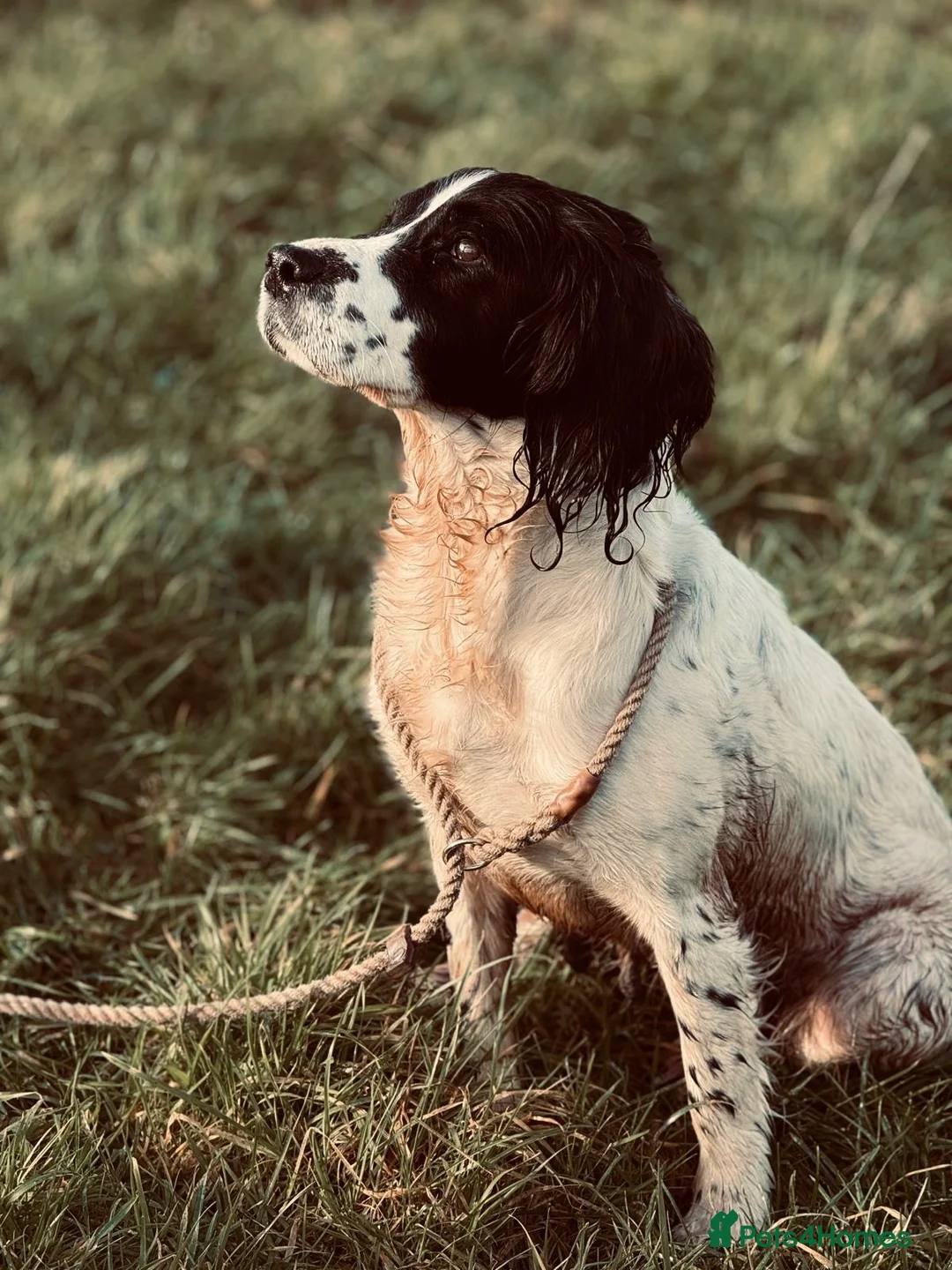 English Springer Spaniel dogs for sale: Springer spaniel puppies for sale  in Exeter - Advert 2