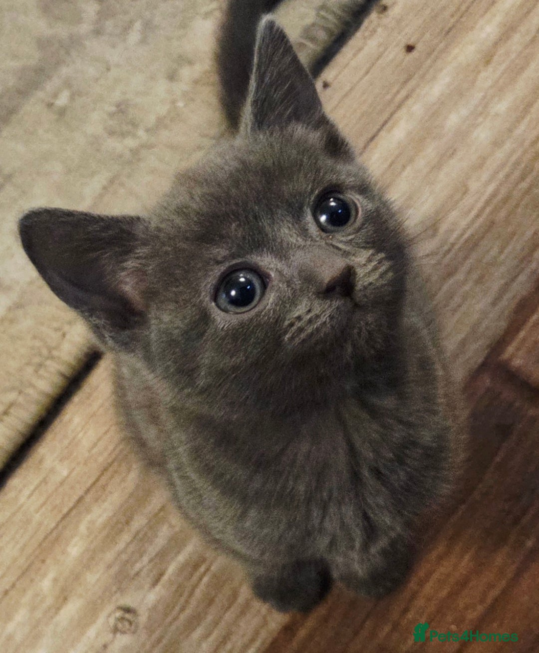 Mixed Breed cats for sale:  **  Beautiful  **  Kittens  **  - Advert 1