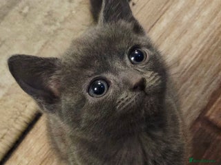 Mixed Breed cats 🎄 Beautiful Christmas Kittens 🎄 - Advert 1