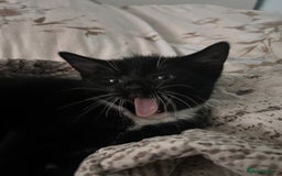 Mixed Breed cats for sale: 2 adorable boys READY TO GO - Image 4
