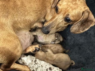 Dachshund dogs Daschund puppies for sale - Advert 16